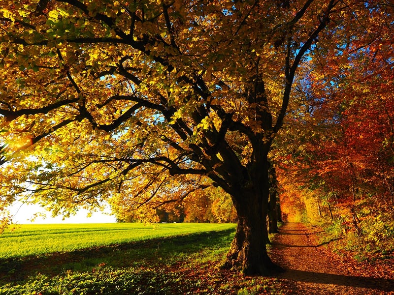 Autumn Leaves